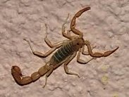 scorpion